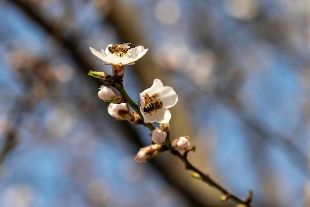 árvores floridas e abelhas listradas em flores, flores de amendoeiras