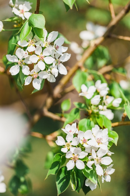 Árvores floridas, macieira, flores da árvore, primavera, polinização, natureza