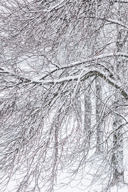 Árvores fofas cobertas de neve de conto de fadas ramificam paisagens naturais com neve branca e neve fria