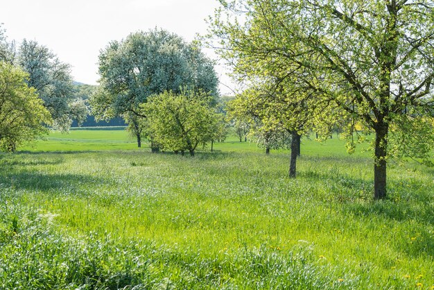 árvores frutíferas na primavera