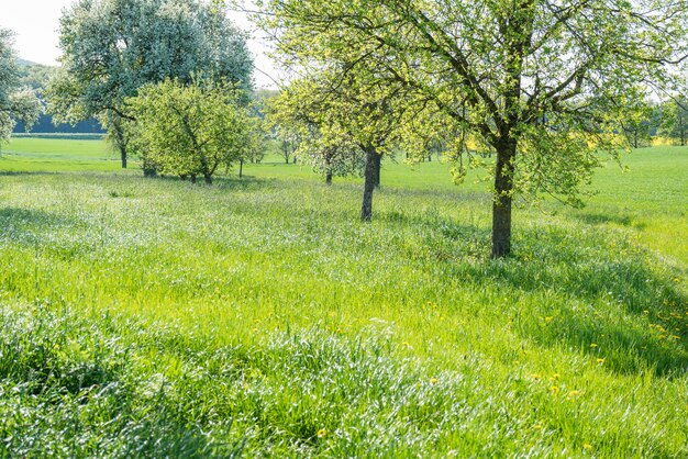 árvores frutíferas na primavera