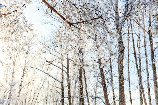 Árvores geladas em uma floresta com neve, clima frio em manhã de sol