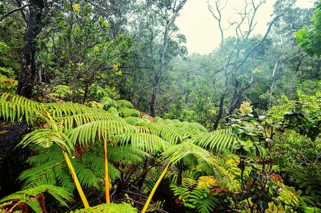 Árvores gigantes de samambaias na floresta tropical, ilha do havaí