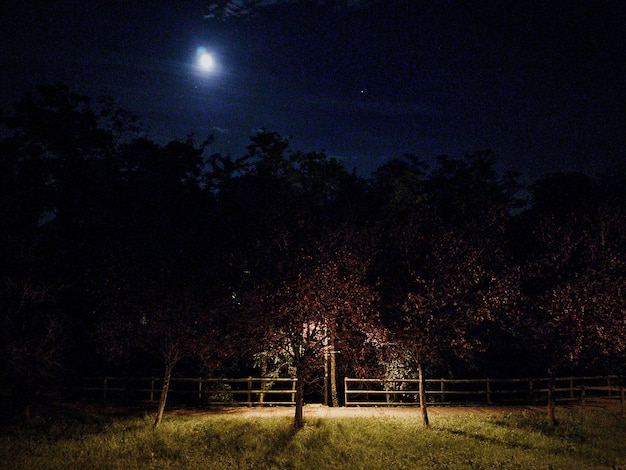 Foto Árvores iluminadas no campo contra o céu à noite