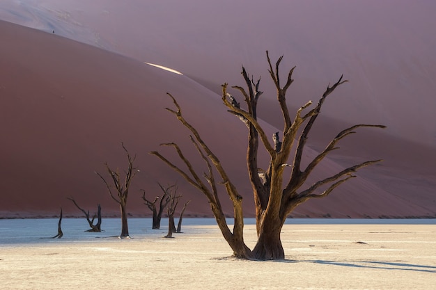 Foto Árvores mortas de camelthorn nas dunas de sossusvlei parque nacional namib naukluft namíbia