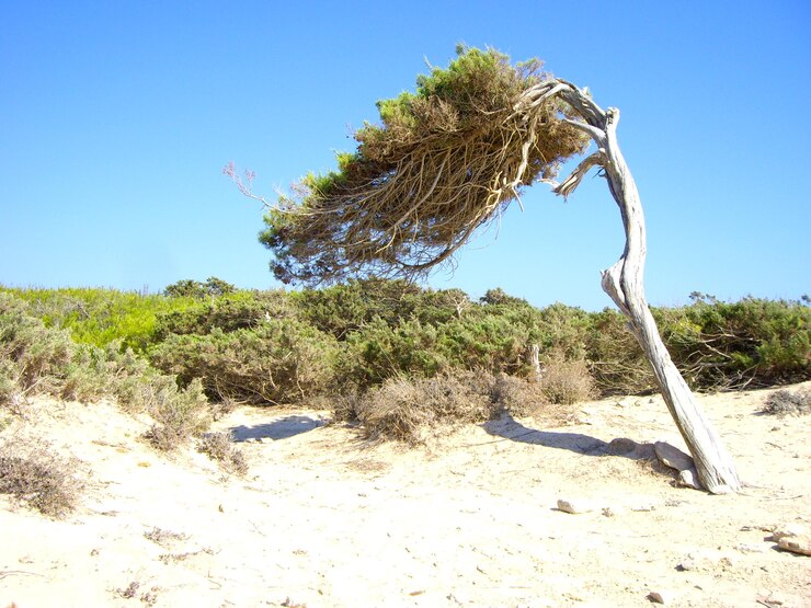 Foto árvores na areia contra o céu azul claro