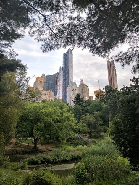 Foto Árvores na cidade contra o céu