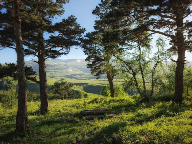 árvores na encosta da montanha