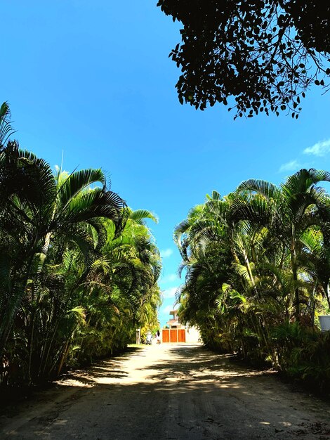 Foto Árvores na estrada contra o céu azul claro