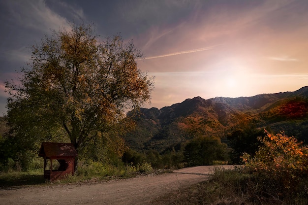 Árvores na estrada contra o céu durante o pôr do sol