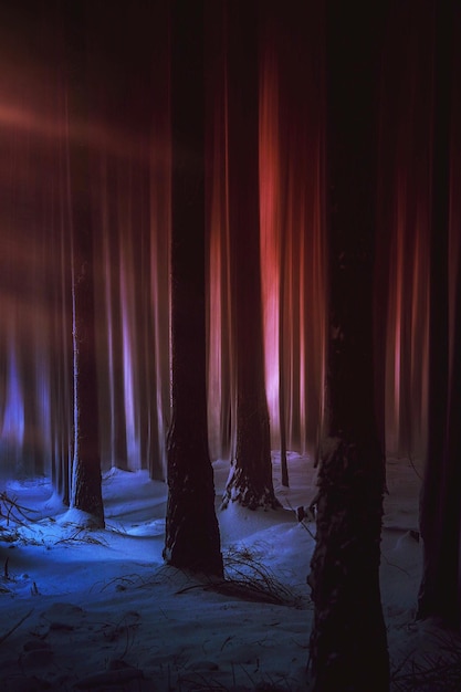 Foto Árvores na floresta à noite durante o inverno