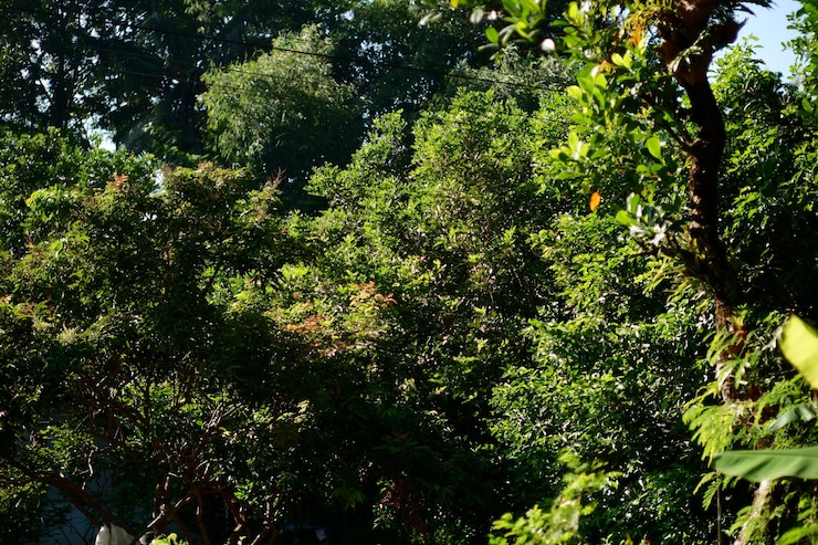 Foto árvores na floresta com a palavra selva na parte inferior