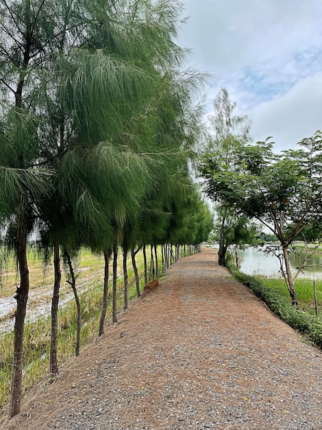 Foto Árvores na floresta com céu.