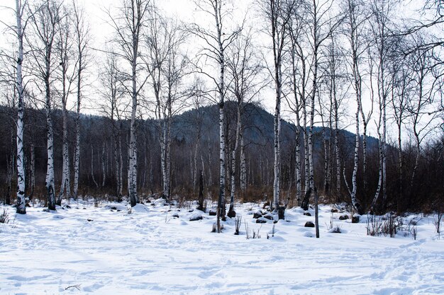 Árvores na floresta com neve no chão no inverno, paisagem