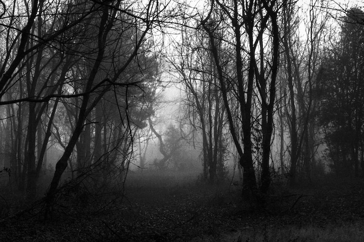 Foto árvores na floresta contra o céu