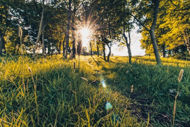 Árvores na floresta contra o céu