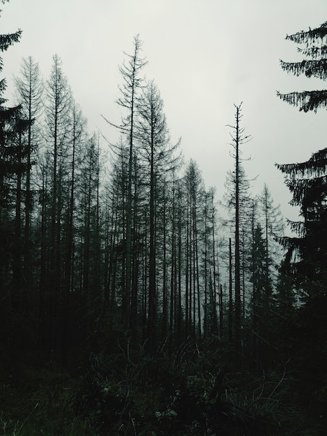 Foto Árvores na floresta contra o céu