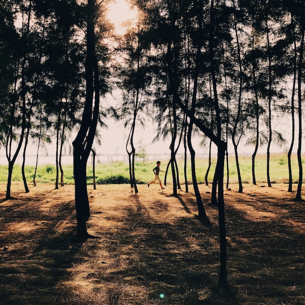 Árvores na floresta contra o céu