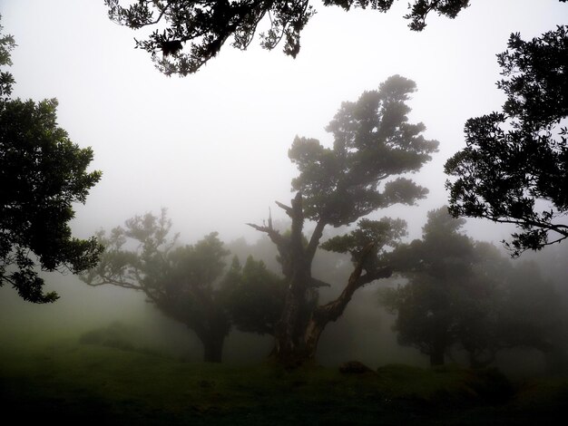 Foto Árvores na floresta contra o céu