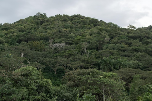 Foto Árvores na floresta contra o céu