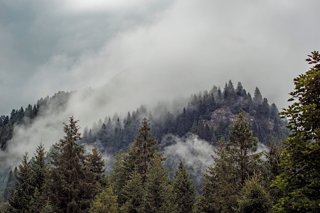 Árvores na floresta contra o céu