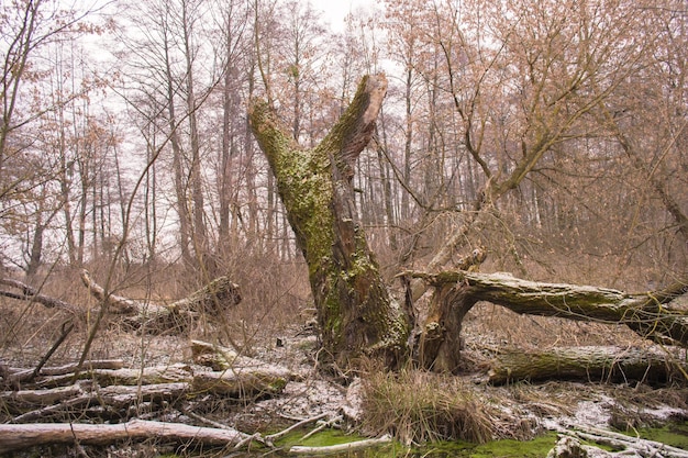 Foto Árvores na floresta de inverno