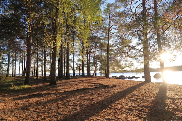 Foto Árvores na floresta durante o outono.