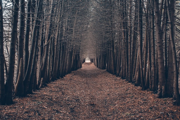 Foto Árvores na floresta durante o outono