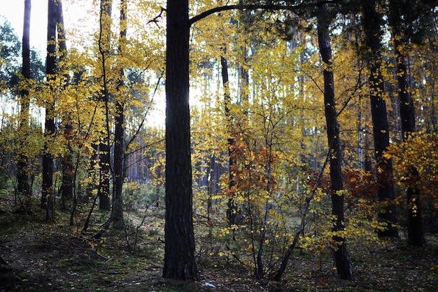 Foto Árvores na floresta durante o outono