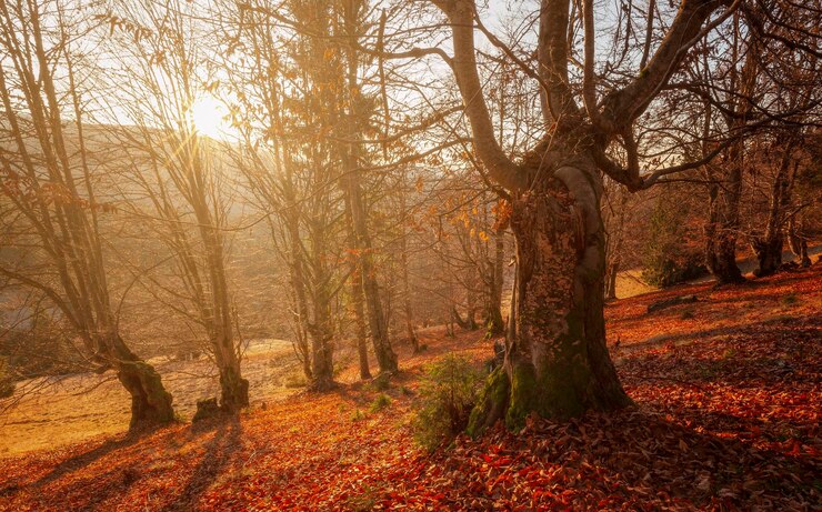 Foto árvores na floresta durante o outono