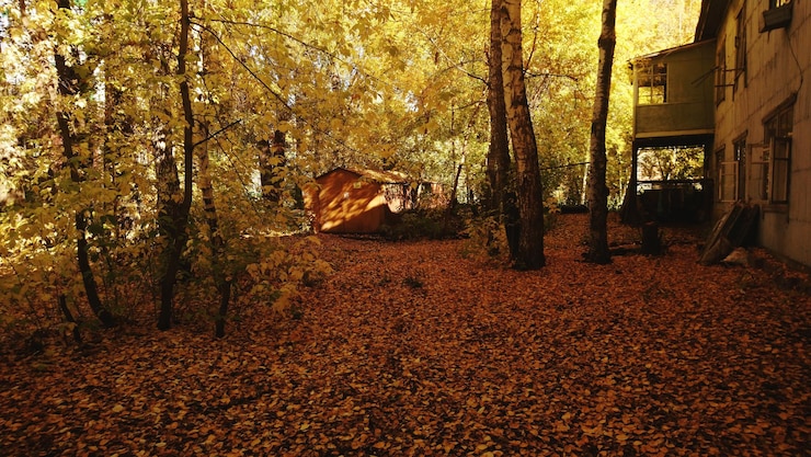 Foto árvores na floresta durante o outono
