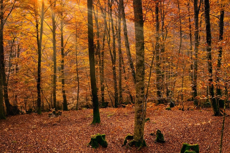 Foto árvores na floresta durante o outono