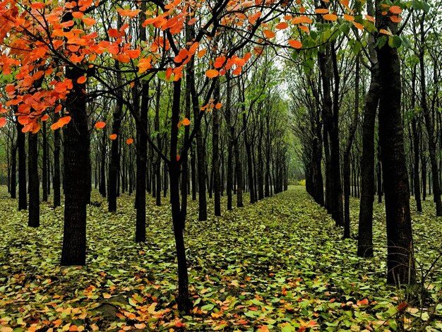 Foto Árvores na floresta durante o outono