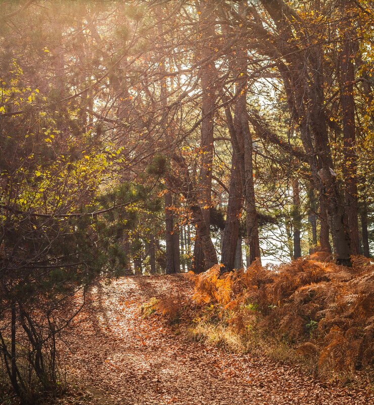 Foto árvores na floresta durante o outono