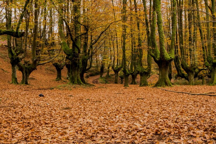 Foto árvores na floresta durante o outono