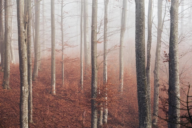 Árvores na floresta durante o tempo nebuloso