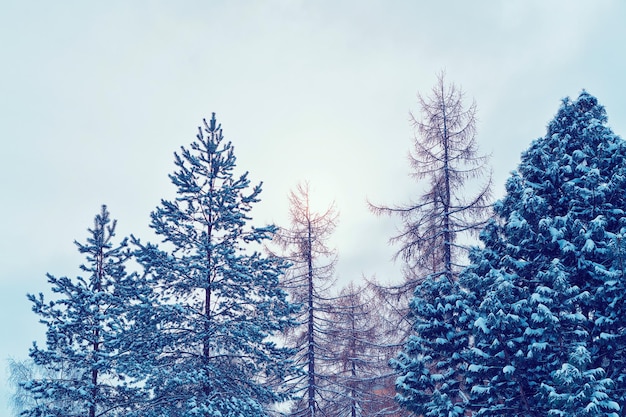 Árvores na floresta em rovaniemi, lapônia, finlândia