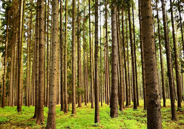 Árvores na floresta floresta e cenário natural para relaxamento e recreação na natureza