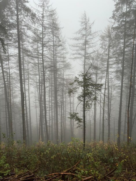 Foto Árvores na floresta na névoa