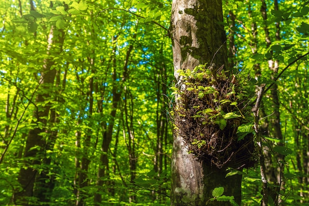 Árvores na floresta verde