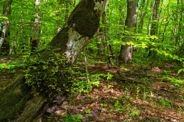 Árvores na floresta verde