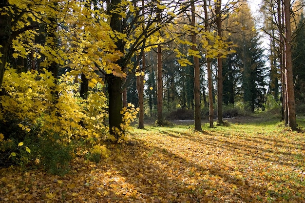 Árvores na floresta