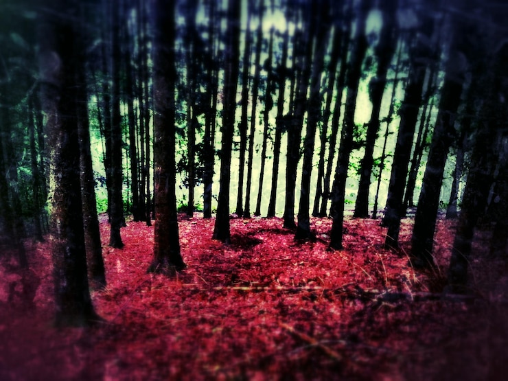 Foto árvores na floresta