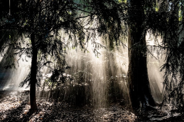 Foto Árvores na floresta