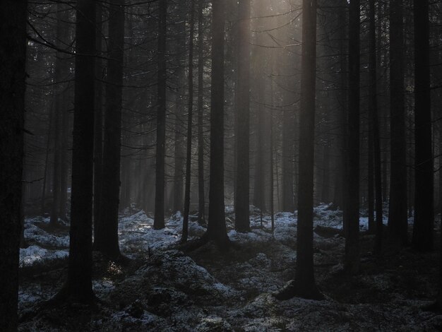 Foto Árvores na floresta