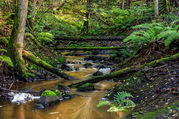 Foto Árvores na floresta