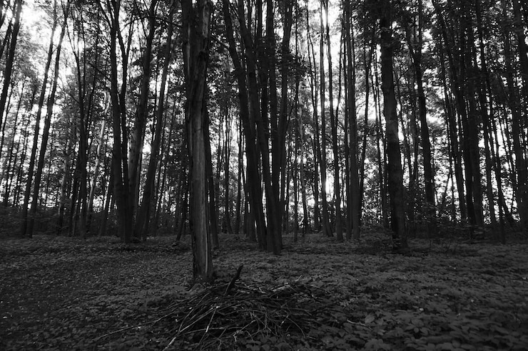 Foto árvores na floresta