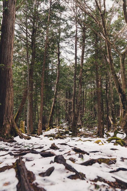 Foto Árvores na floresta