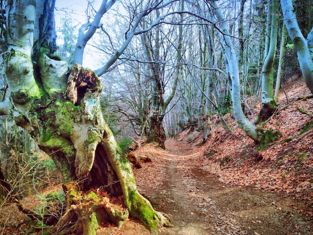 Foto Árvores na floresta.