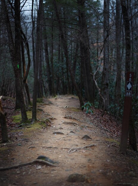 Foto Árvores na floresta